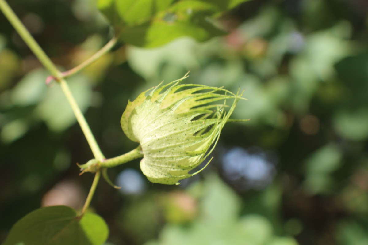 Gossypium hirsutum L.